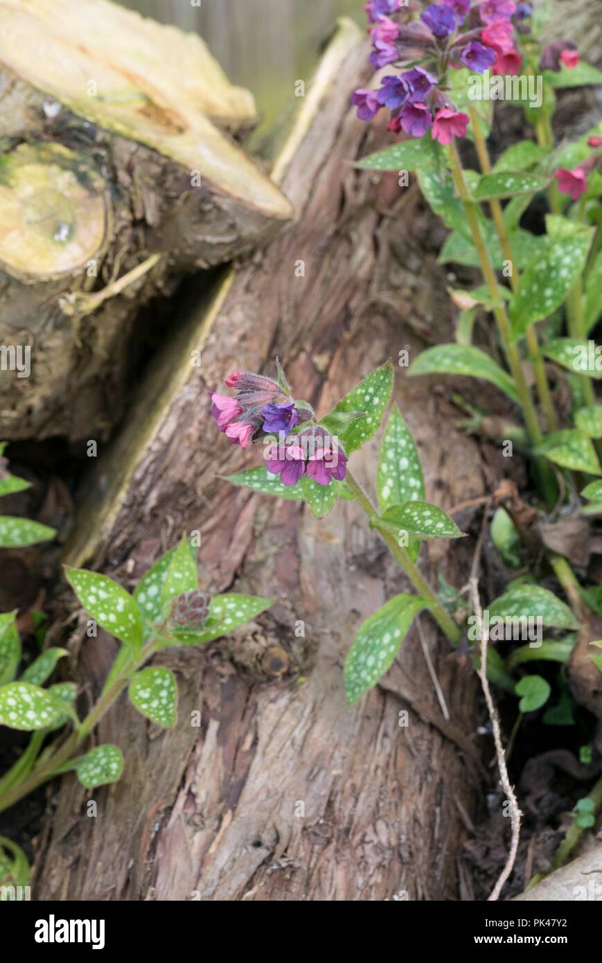 Pulmonaria 'Victorian Brosche'. lungenkraut' Stockfoto