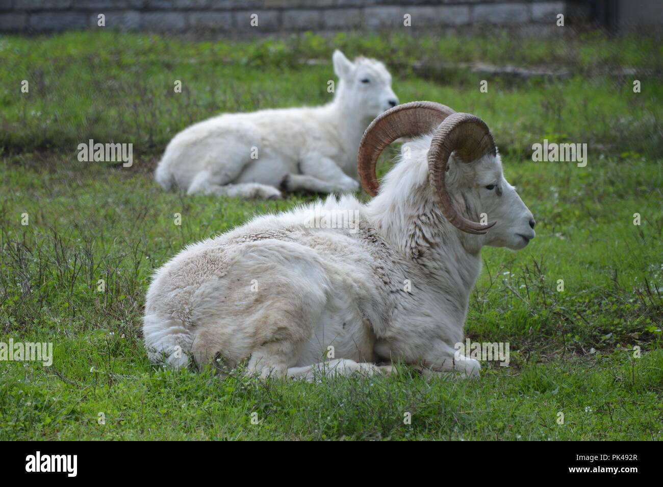 Dall-Schafe auf der Wiese Stockfoto