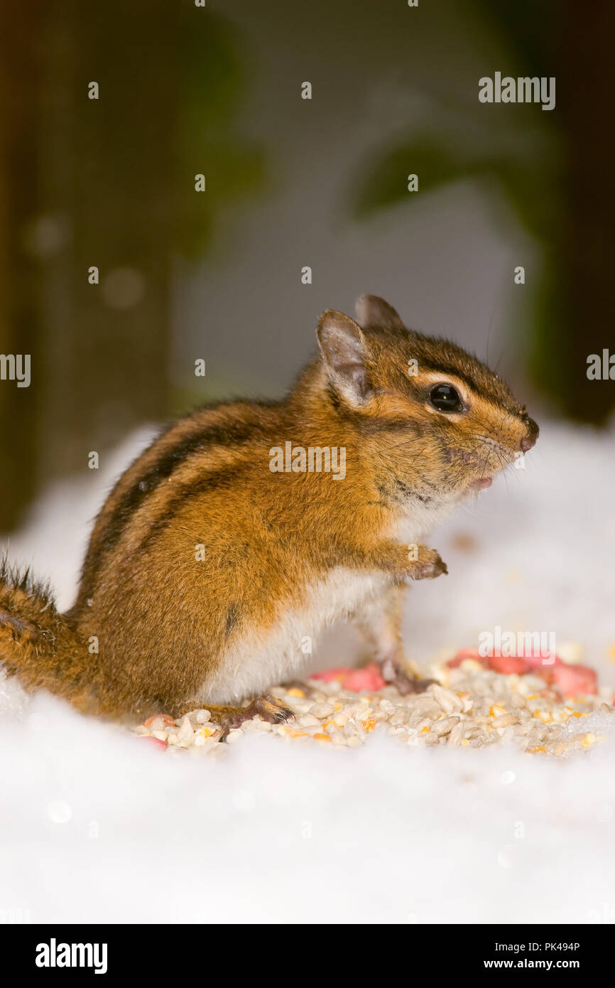 Gelb - Kiefer Streifenhörnchen (Eutamias Amoenus) essen Vogelfutter im Schnee Stockfoto