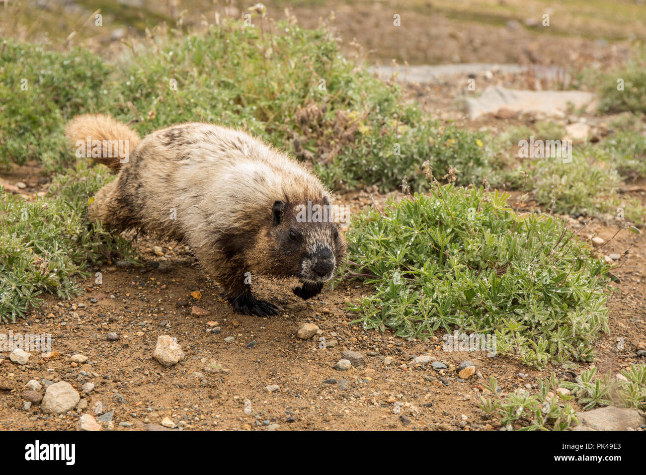 Hoary Marmot wandern unter den Laubbäumen Lupinen Wildblumen. Stockfoto