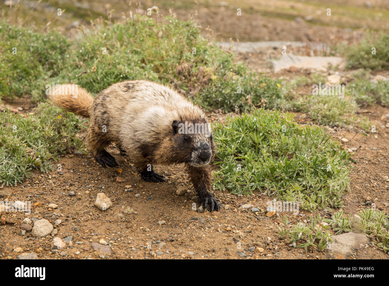 Hoary Marmot wandern unter den Laubbäumen Lupinen Wildblumen. Stockfoto