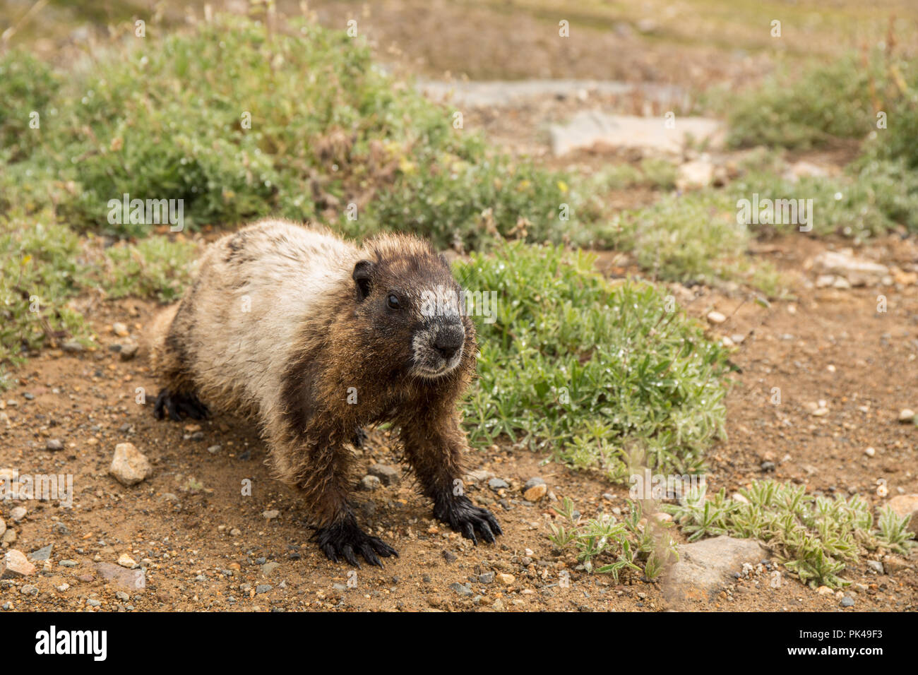 Hoary Marmot wandern unter den Laubbäumen Lupinen Wildblumen. Stockfoto