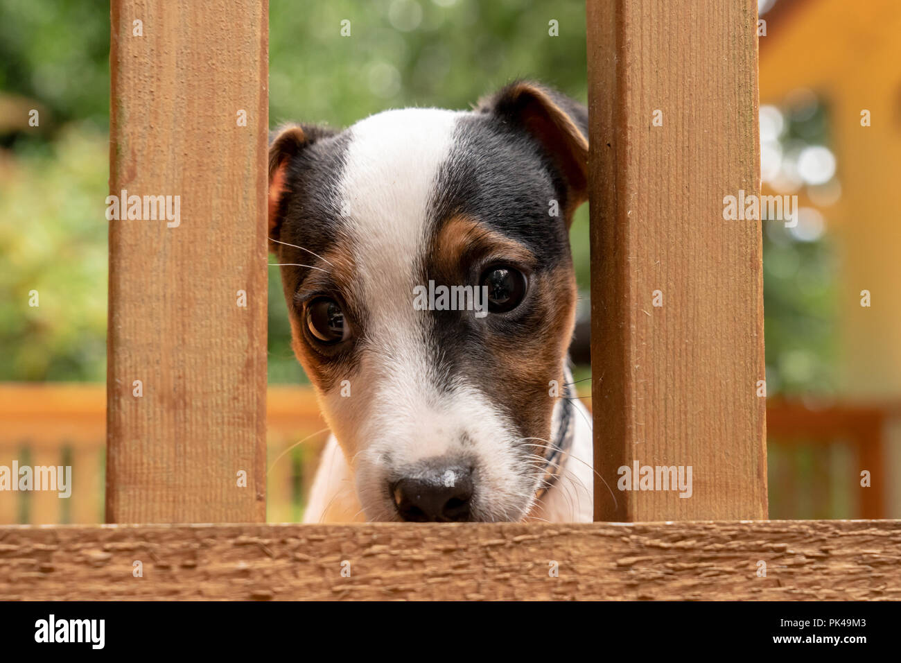 Zwei Monate alten Jack Russell Terrier "Harry" suchen durch das Geländer einer Holzterrasse. Stockfoto