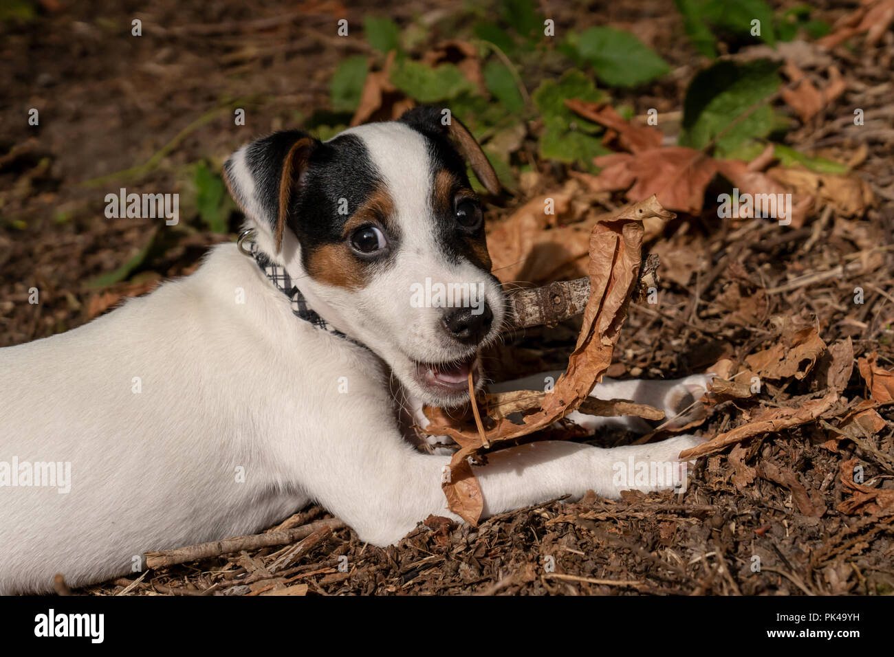 Zwei Monate alten Jack Russell Terrier "Harry" liegend auf dem Boden der natürlichen Pazifischen Nordwesten Hinterhof, kauen ein Stick Stockfoto