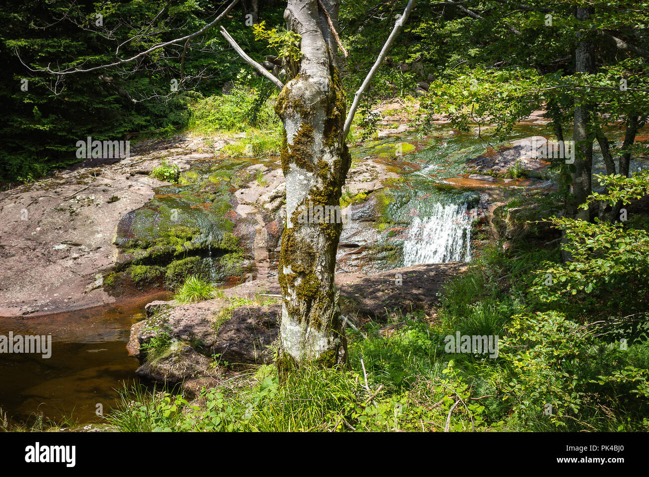 Schöne, bunte Mountain Creek kaskadierend durch den dichten Wald und einen Vordergrund Baum mit Moos auf alten Berg Stockfoto