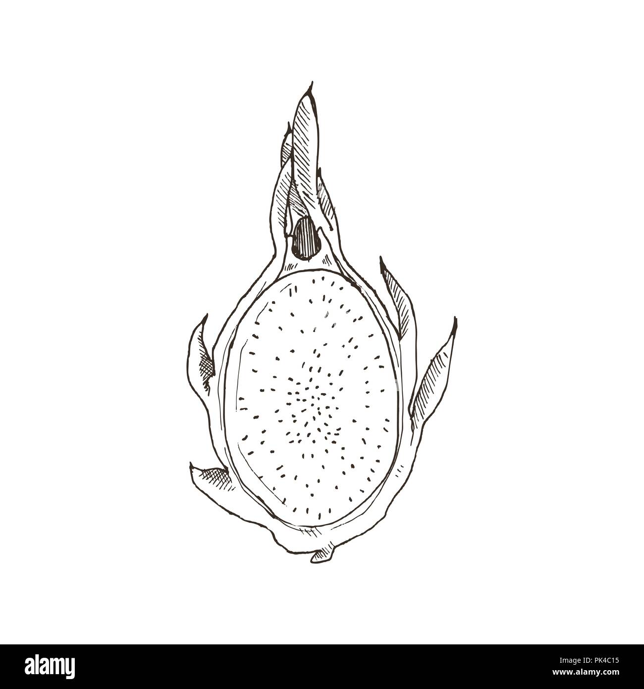 Hand gezeichnet Drachenfrucht auf weißem Hintergrund. Tropische Früchte Skizze Vector Illustration. Stock Vektor