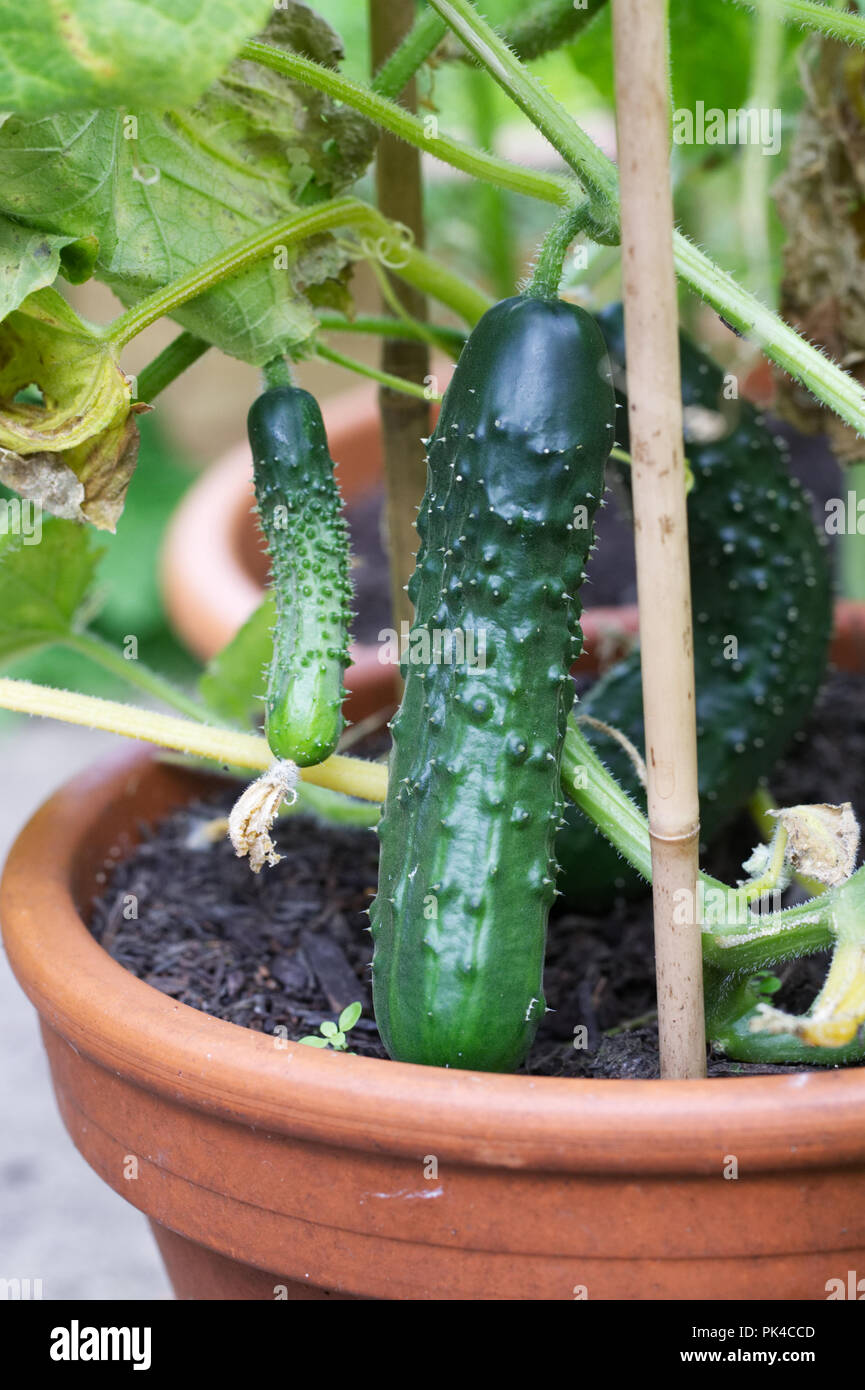 Cucumis sativus. Gurke bin arketmore' draußen wachsen in Großbritannien. Stockfoto