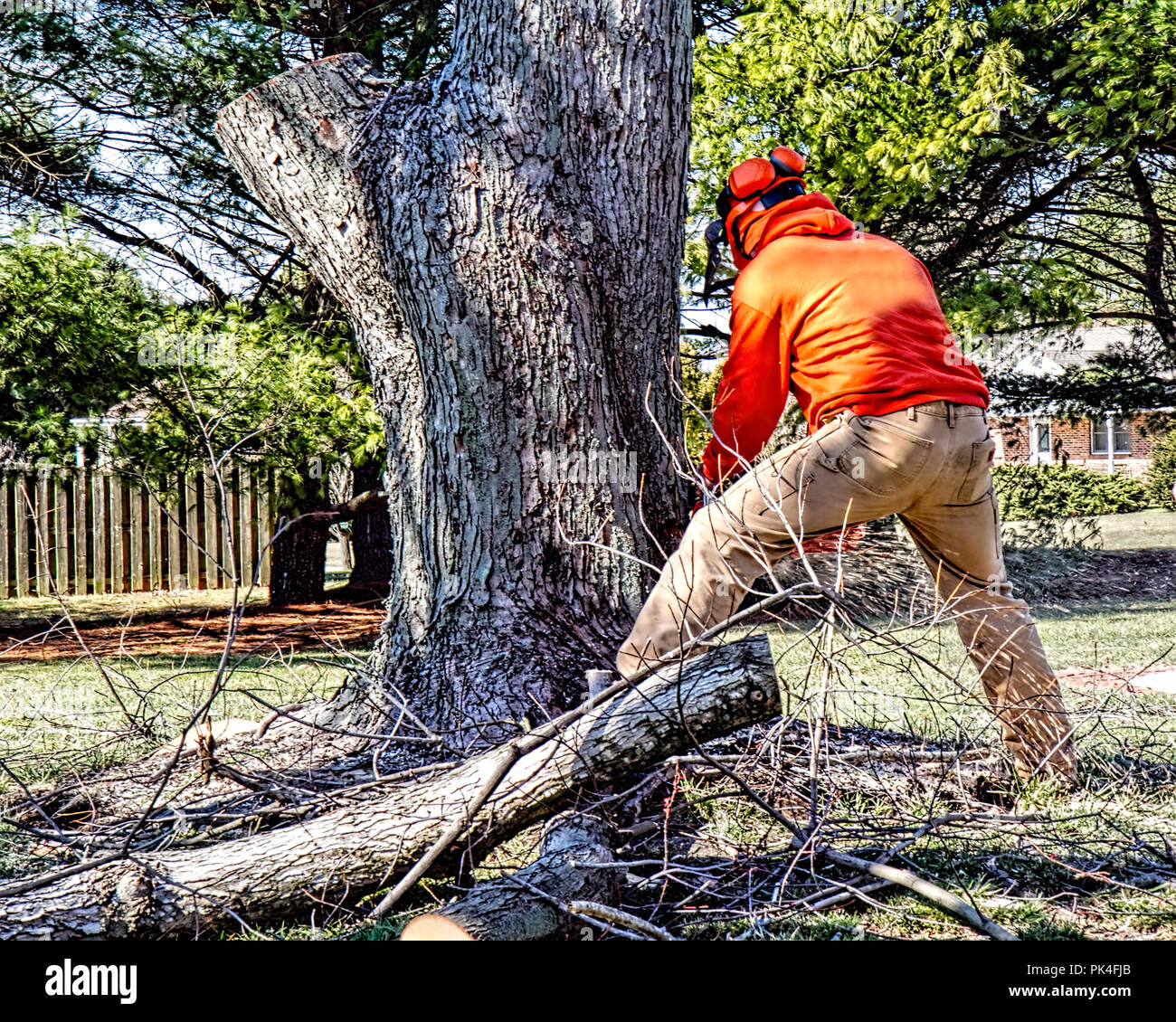 Landschaftsgestalter zusammen mit schwerem Gerät entfernen Großer Ahornbaum für Hausbesitzer. Bull Dozer, Lkw, Rundholz entfernt werden Stockfoto