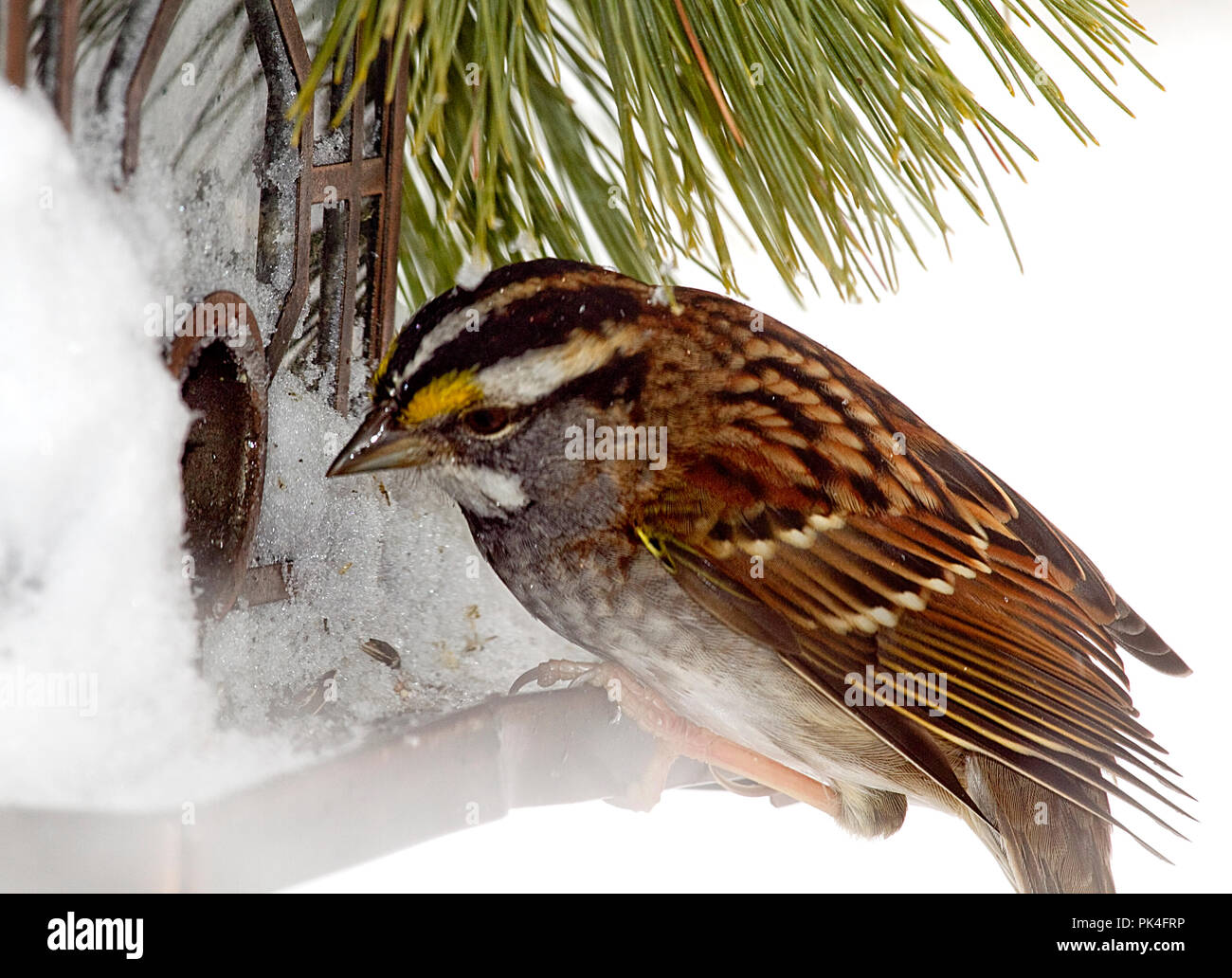 Vögel hoch oben auf den Schrägförderer und/oder Zweigniederlassungen nach Schnee Sturm. Einige sind Sparrow, Kardinal, grau Vogel, schwarz Chickadee Stockfoto