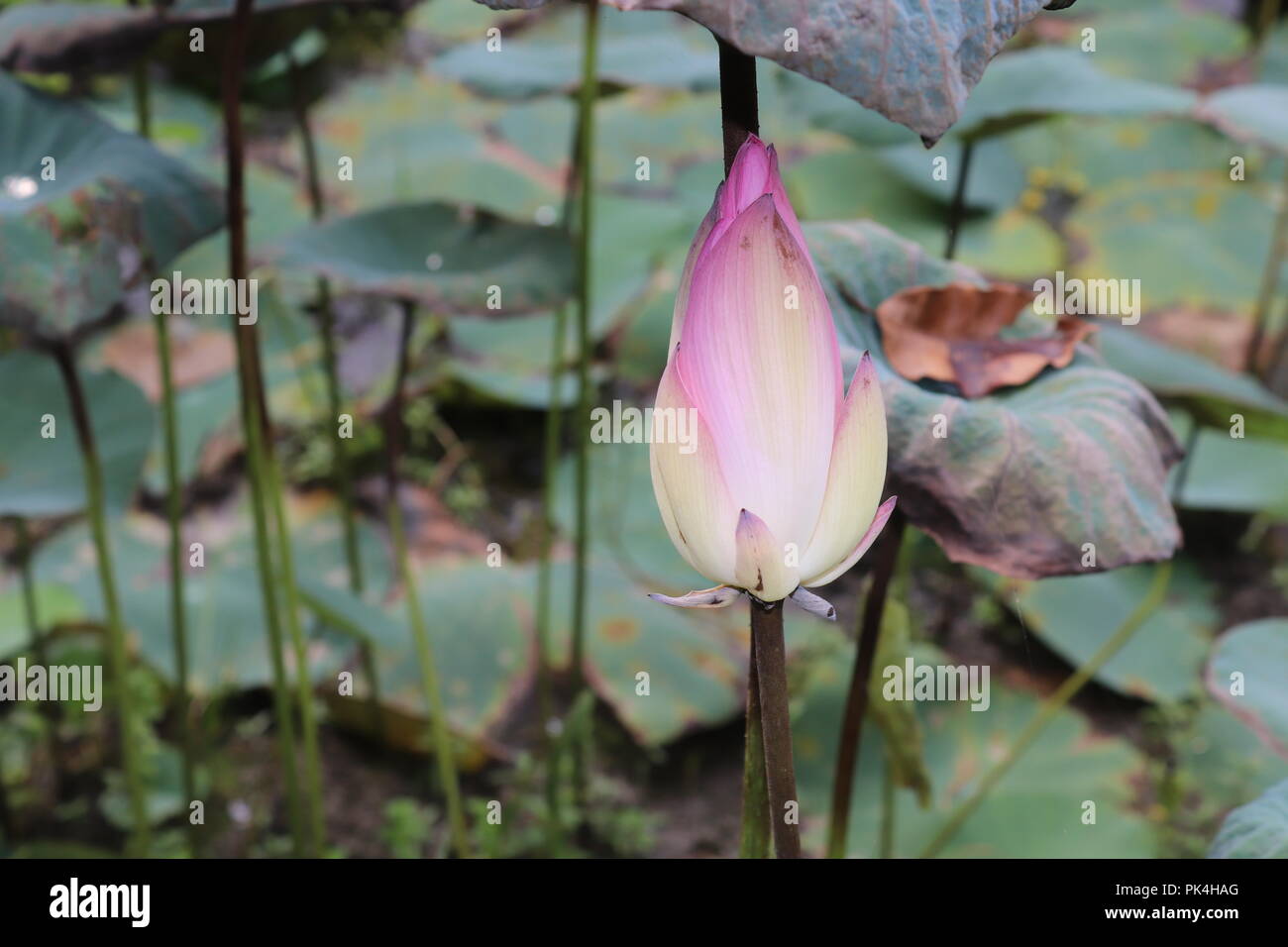 Wasserlilie oder lotosblume in Teich.Lotosblumen blühen in Pfund.Seine wirklich Erstaunlich Aussehende Blume. Stockfoto