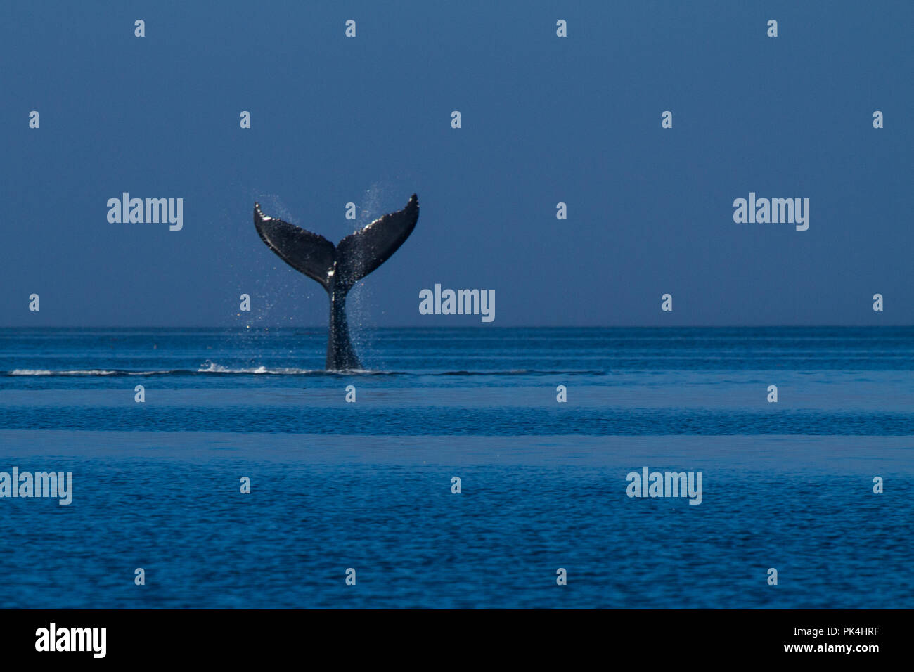 Buckelwal beim Fressen in der Johnstone Strait Stockfoto