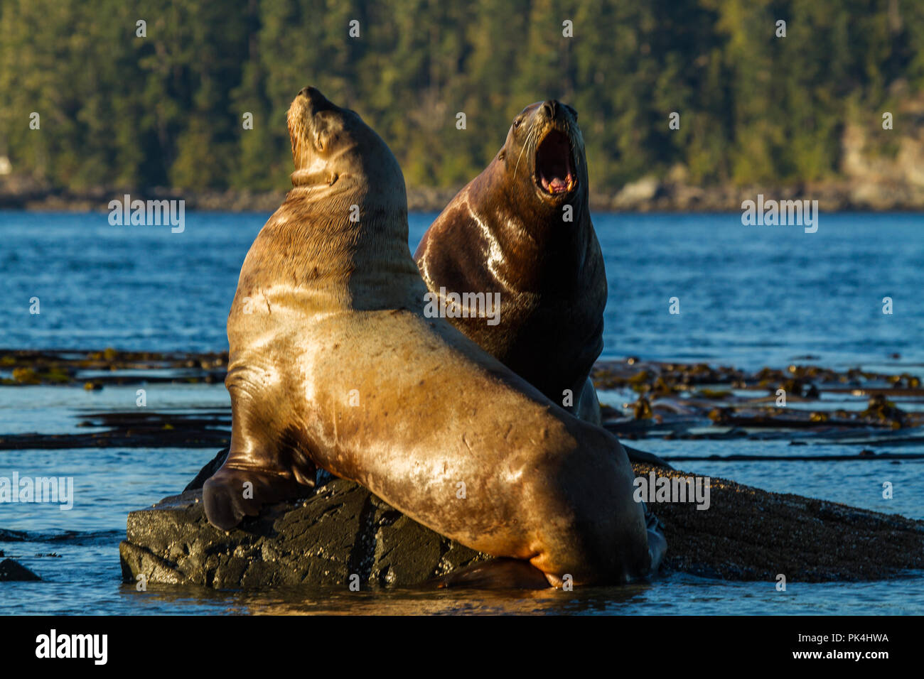 In der Johnstone Strait Seelöwen Stockfoto