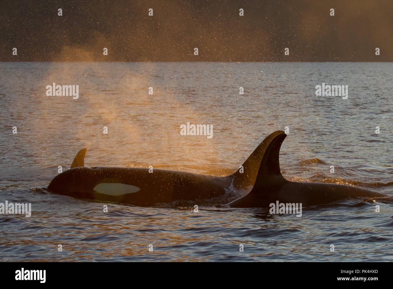 Gruppe von Killerwalen in der Johnstone Strait Stockfoto