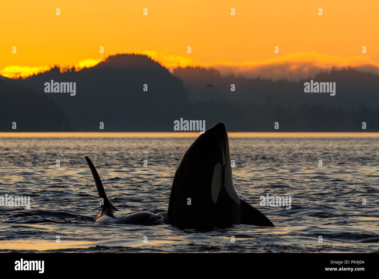 Gruppe von Killerwalen in der Johnstone Strait Stockfoto