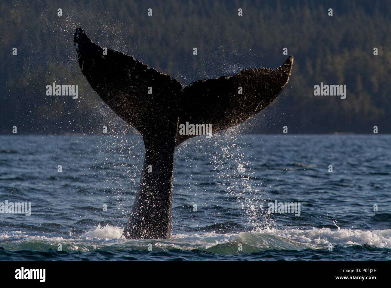Buckelwal beim Fressen in der Johnstone Strait Stockfoto