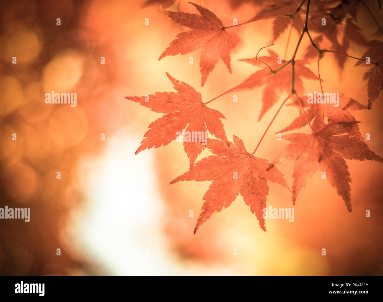 Herbstlaub, sehr flachen Fokus Stockfoto
