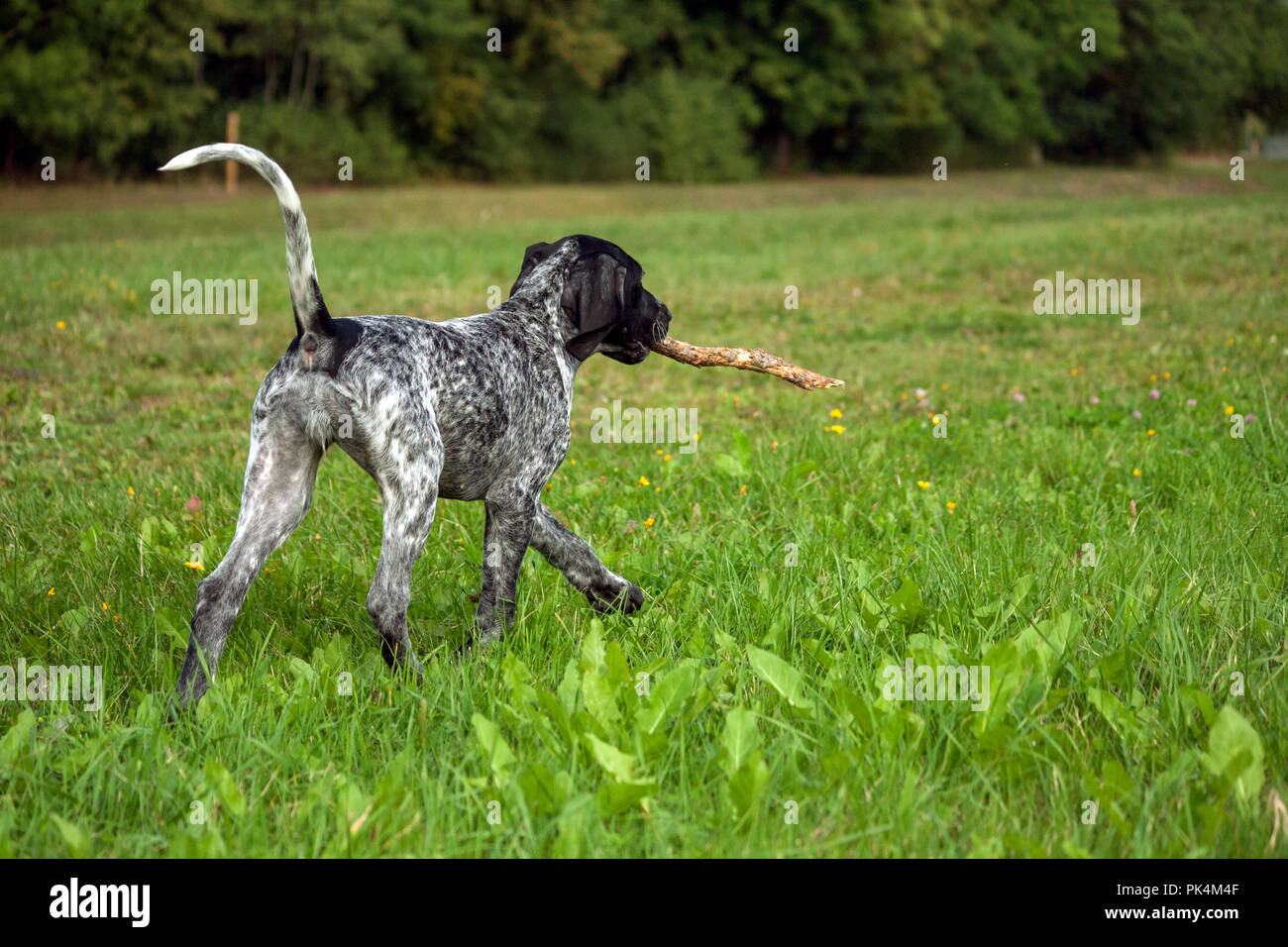 Deutsch Kurzhaar Pointer, deutschen kurtshaar ein schwarz gefleckt Welpe, Hund ausgeführt wird, mit einem Stock in die Zähne auf dem Feld mit grünem Gras, hinten Stockfoto