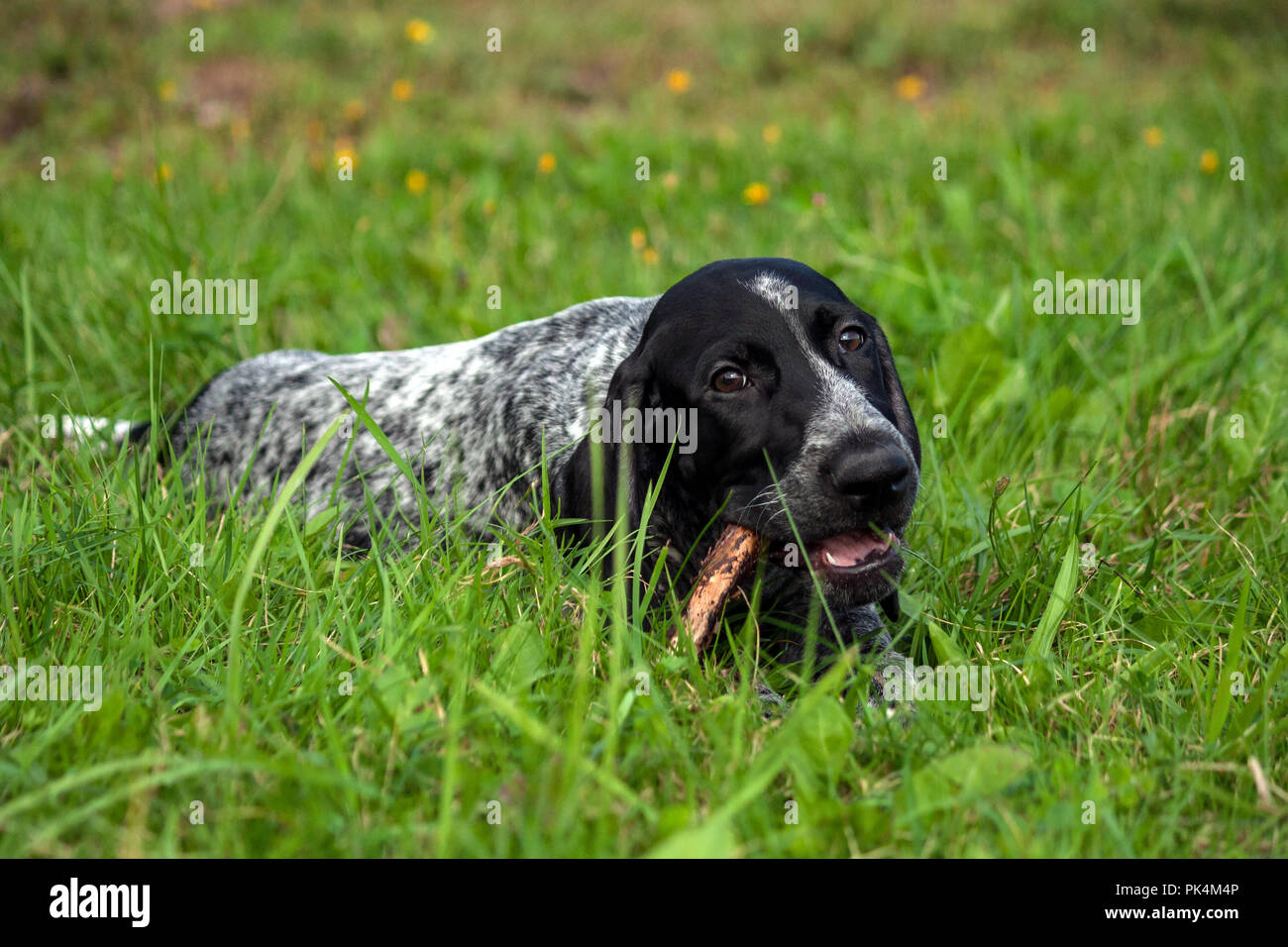 Deutsch Kurzhaar Pointer, kurtshaar ein schwarz gefleckt Welpe liegt auf dem grünen Rasen am Abend und nagen ein Stick, Nahaufnahme portrait Stockfoto