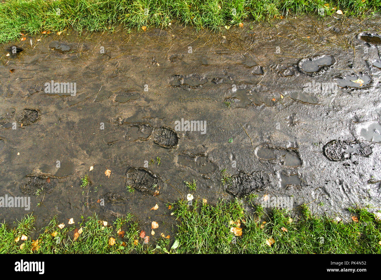 Spuren von Passanten auf einen Herbst Fußweg nach einem Regen Stockfoto
