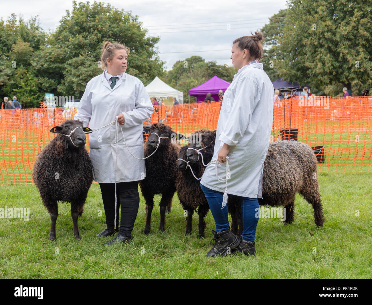 Findon, Sussex, UK, 8. September 2018; zwei Frauen in weißen Kitteln mit vier schwarzen Schafe für Wettbewerb warten Beurteilung bei Schafen Fair zu nehmen Stockfoto