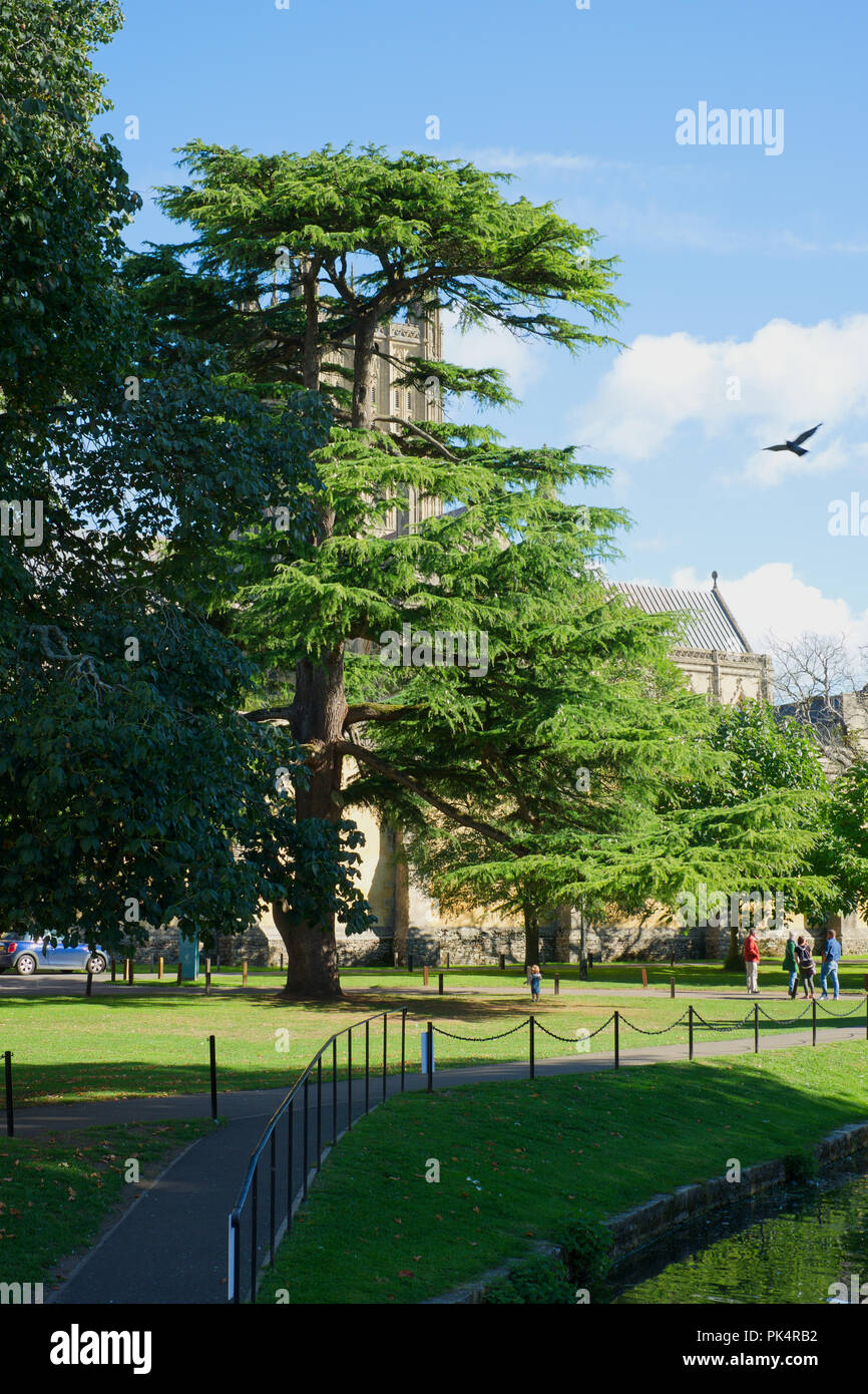 Cedrus libani. Zedern des Libanon Baum auf der Palace Grün am Bishop's Palace in Wells, Somerset, UK. Stockfoto