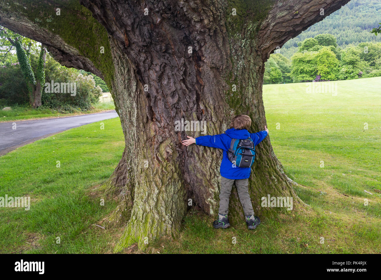 Kind umarmt einen großen breiten Baumstamm Stockfoto