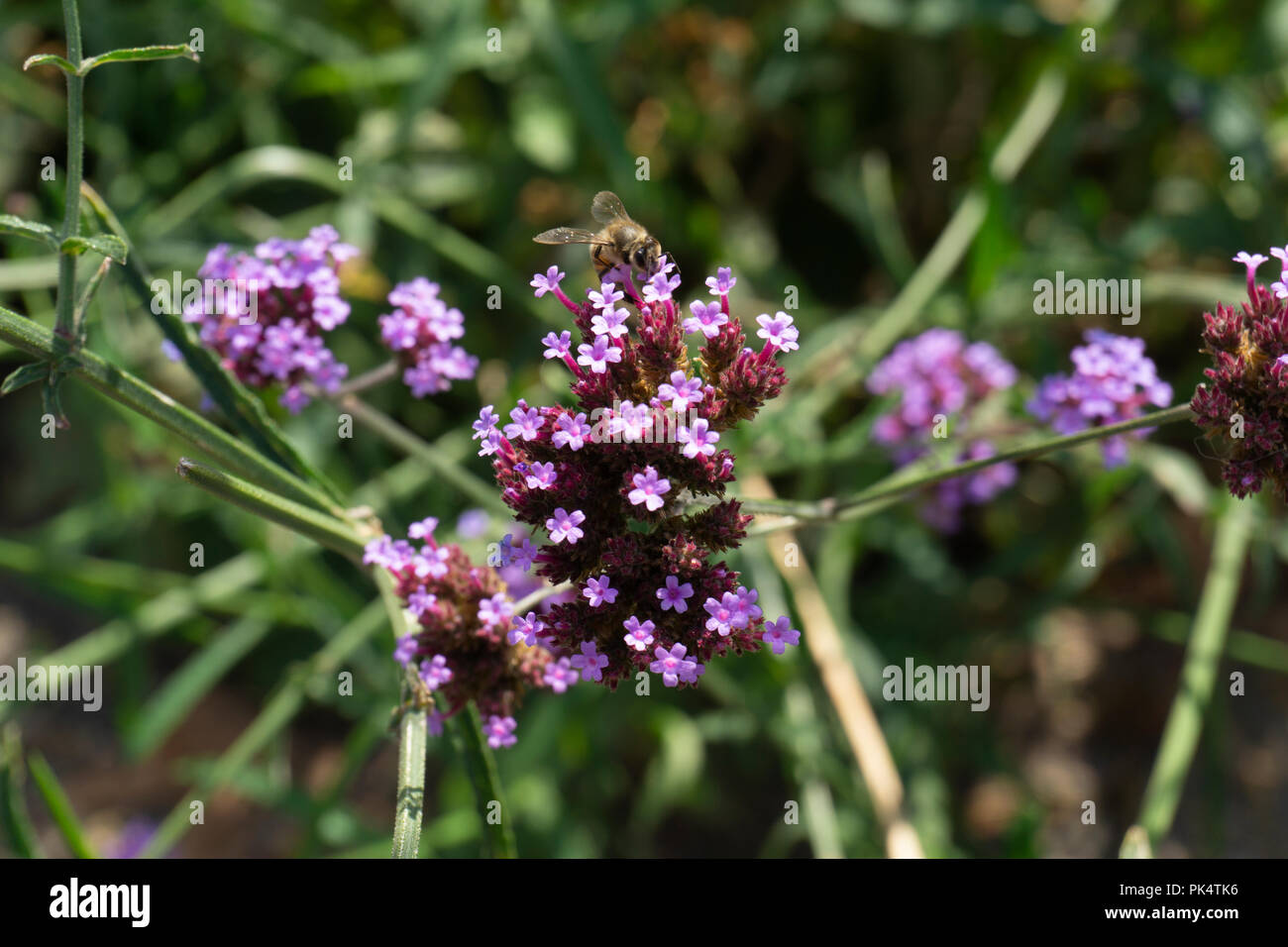 Eine Biene auf eine lila Blume Stockfoto