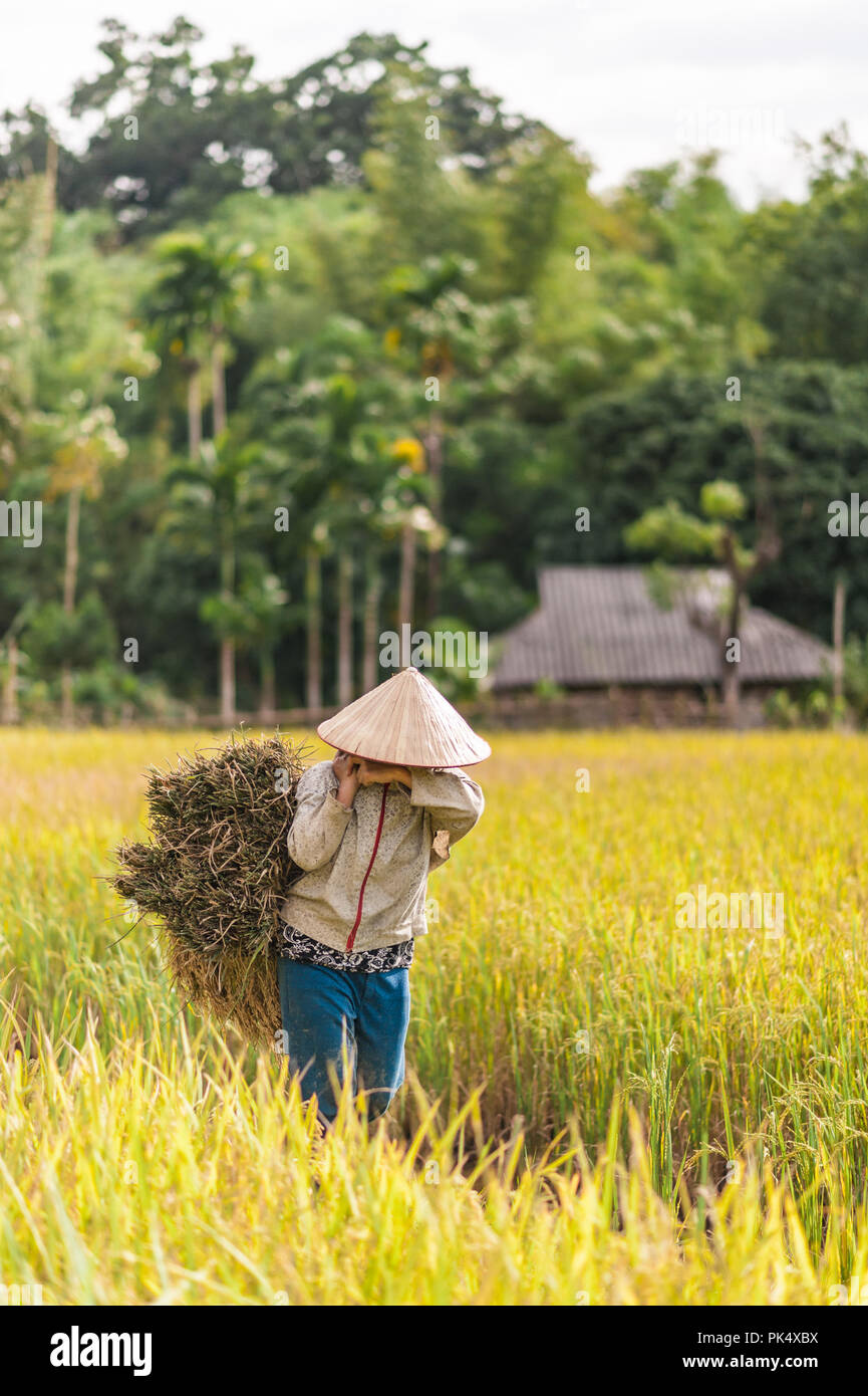 Frau, die in den Reisfeldern in der Nähe von Lac Dorf, Mai Chau Tal, Vietnam arbeiten. Schönen Herbst Nachmittag während der Erntezeit. Stockfoto
