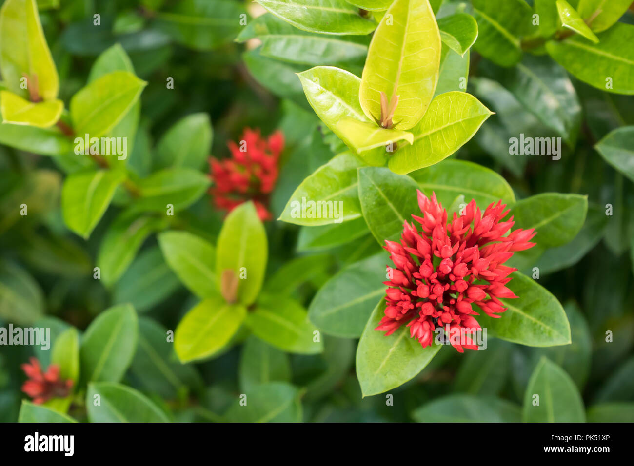 Rote Ixora Blume Knospe mit weichem Fokus Hintergrund Stockfoto