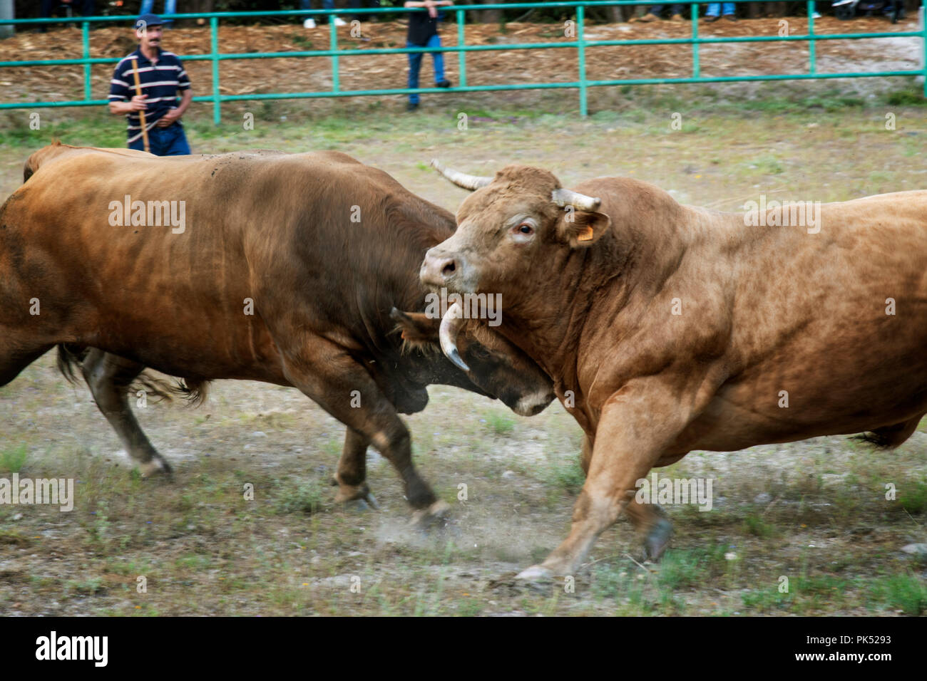 Traditionelle Stierkampf (chega de bois) zwischen den besten Stiere jedes Dorf in der nördlichen Region von Barroso. Montalegre, Tras-os-Montes. Portuga Stockfoto