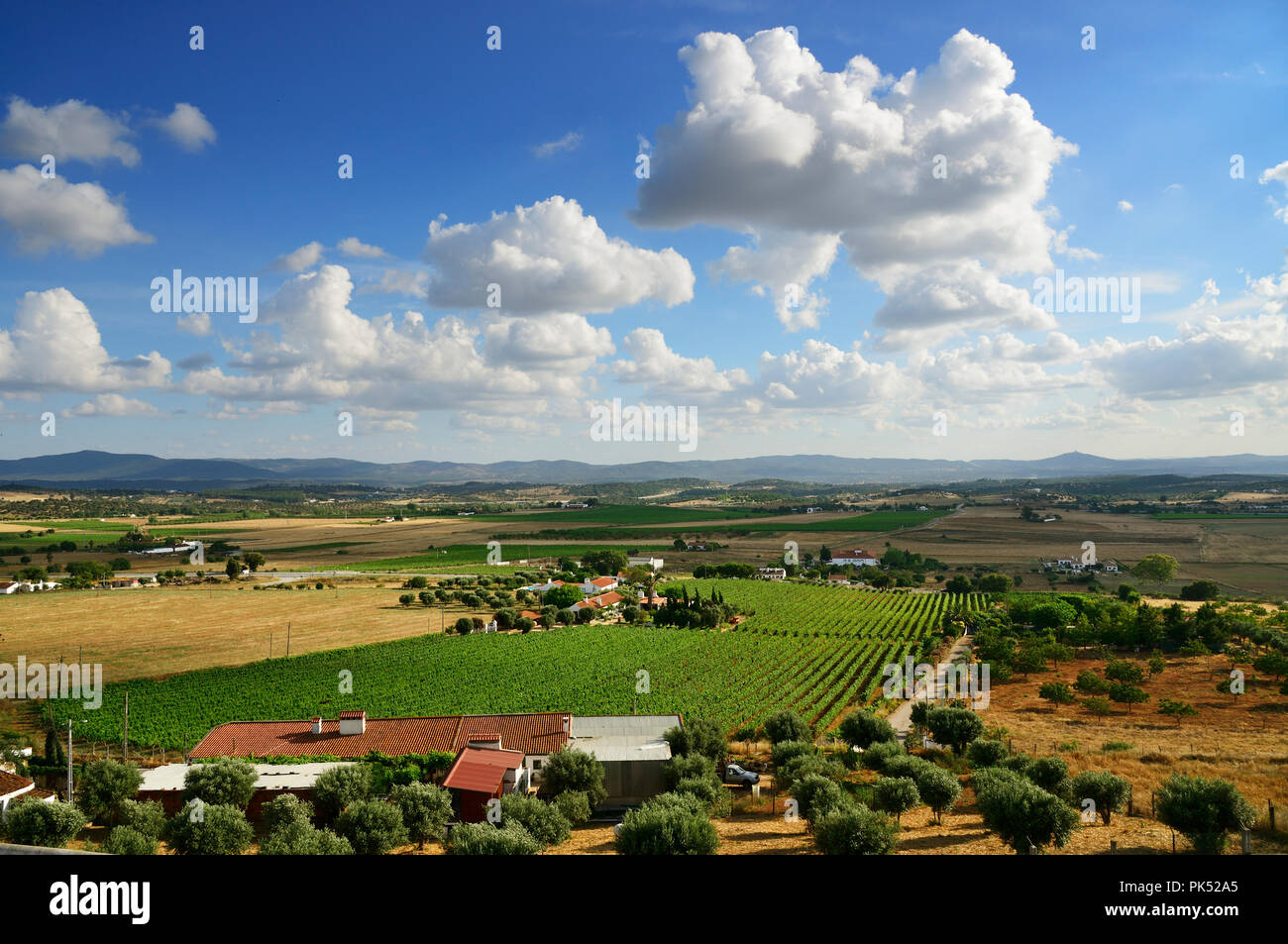 Die weiten Ebenen des Alentejo mit Weinbergen und Olivenbäumen. Estremoz, Portugal Stockfoto