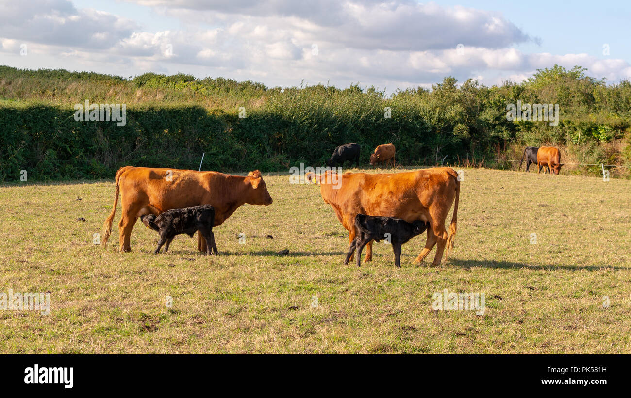 South Devon Rubinrot Vieh füttern zwei schwarze Kälber in einem Feld, South West England, Großbritannien Stockfoto