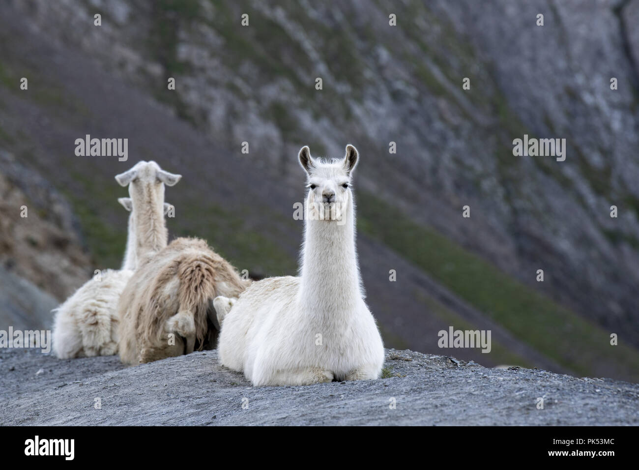 Eine Herde Lamas auf der berühmten Tour de France, Col du Tourmalet, aus der ein Campingplatz, wo sie als Rasenmäher im Jahr 2015 verwendet wurden. Stockfoto