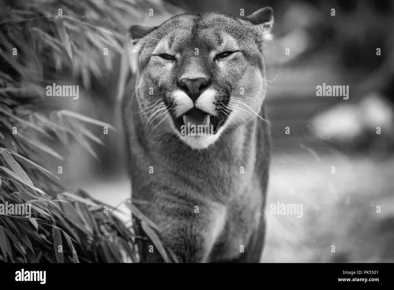 Puma große katze Schwarzweiß-Stockfotos und -bilder - Alamy