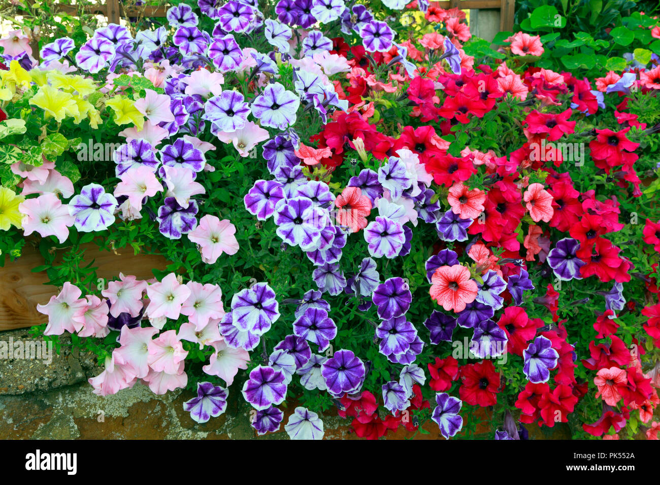 Petunia, Petunien, gelb, lila, rosa, dunkelrosa, überhängenden carstone, Vorgarten, Wand Stockfoto