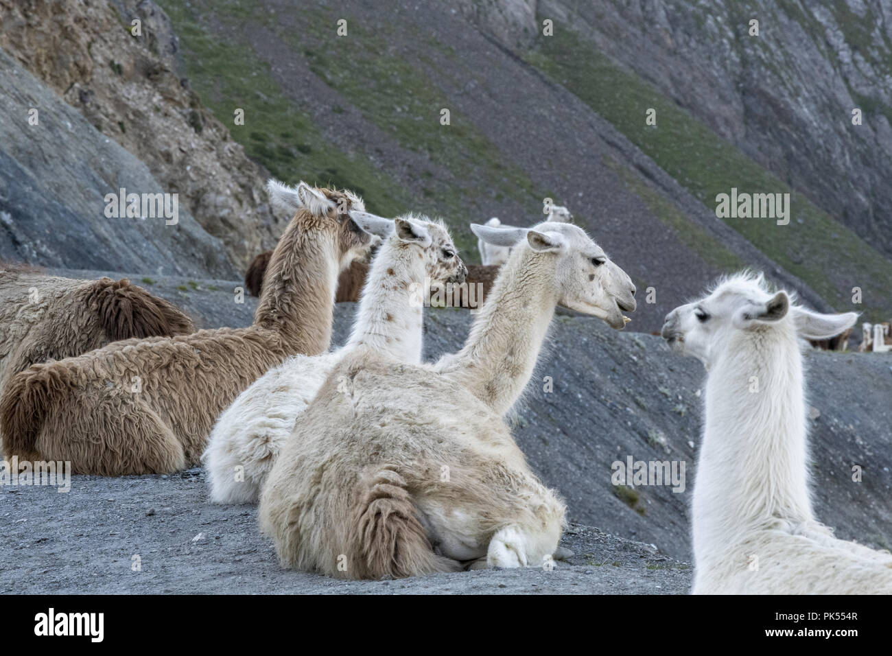 Eine Herde Lamas auf der berühmten Tour de France, Col du Tourmalet, aus der ein Campingplatz, wo sie als Rasenmäher im Jahr 2015 verwendet wurden. Stockfoto