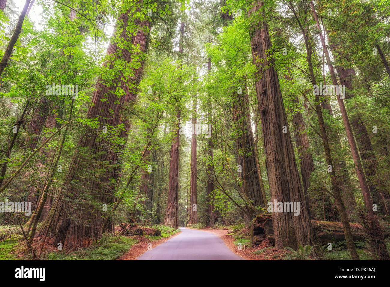 Straße durch Grove Wald des Gründers im Humboldt Redwoods State Park, Humboldt County, Kalifornien, USA. Stockfoto