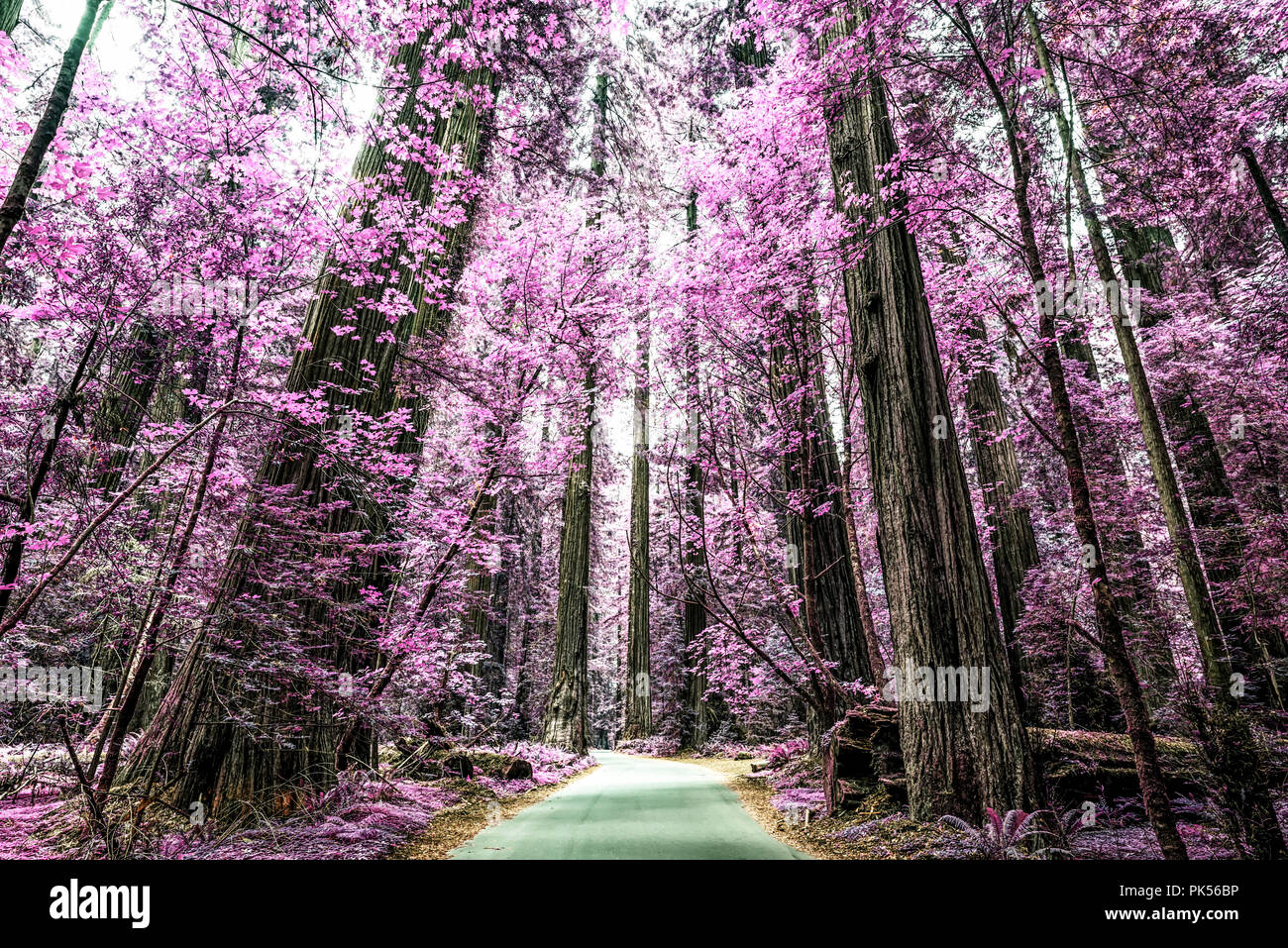 Straße durch Grove Wald des Gründers im Humboldt Redwoods State Park, Humboldt County, Kalifornien, USA. Mit einem Effekt bearbeitet. Stockfoto