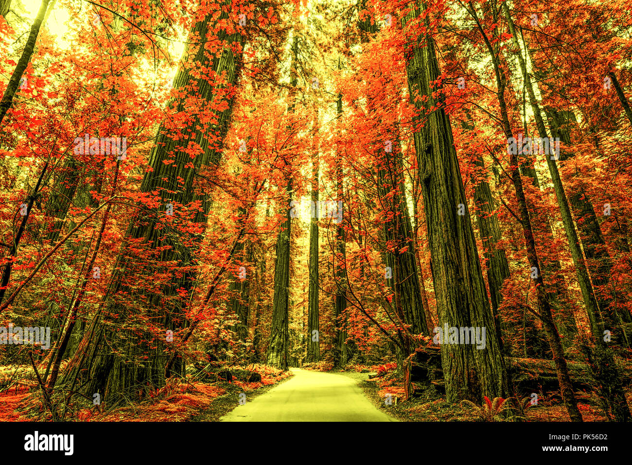 Straße durch Grove Wald des Gründers im Humboldt Redwoods State Park, Humboldt County, Kalifornien, USA. Mit einem Effekt bearbeitet. Stockfoto