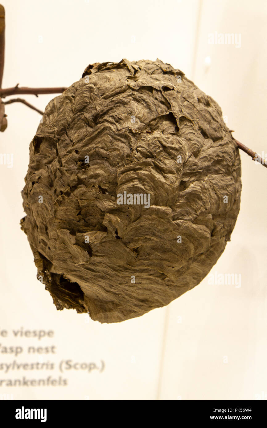 Ein Baum Wespennest (Dolichovespula sylvestris) auf der Anzeige innerhalb des Grigore Antipa Nationalmuseum für Naturgeschichte, Bukarest, Rumänien. Stockfoto