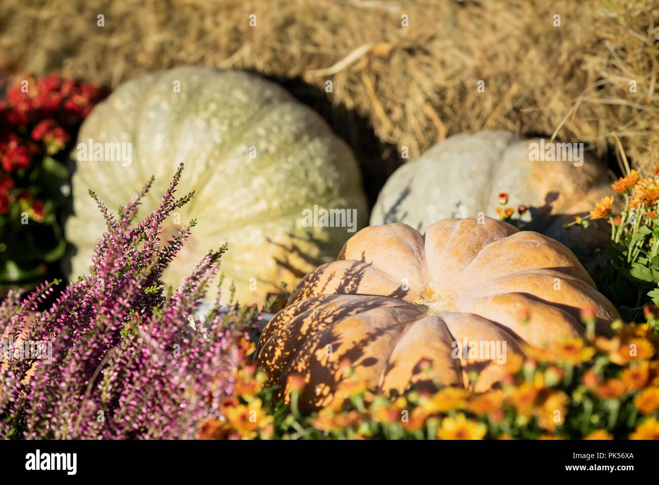 Verschiedene Kurbisse Reif Zucchini Leuchtet Im Herbst Sonne Auf