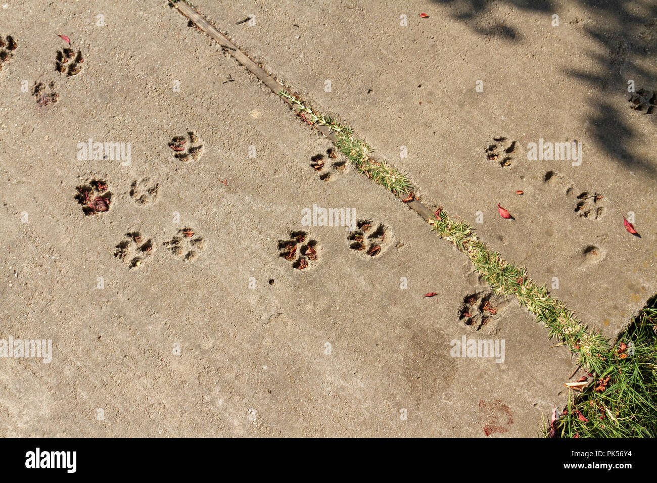 Tier Foot Prints' in einen konkreten Pfad im Park Herăstrău, Bukarest, Rumänien eingefroren". Stockfoto