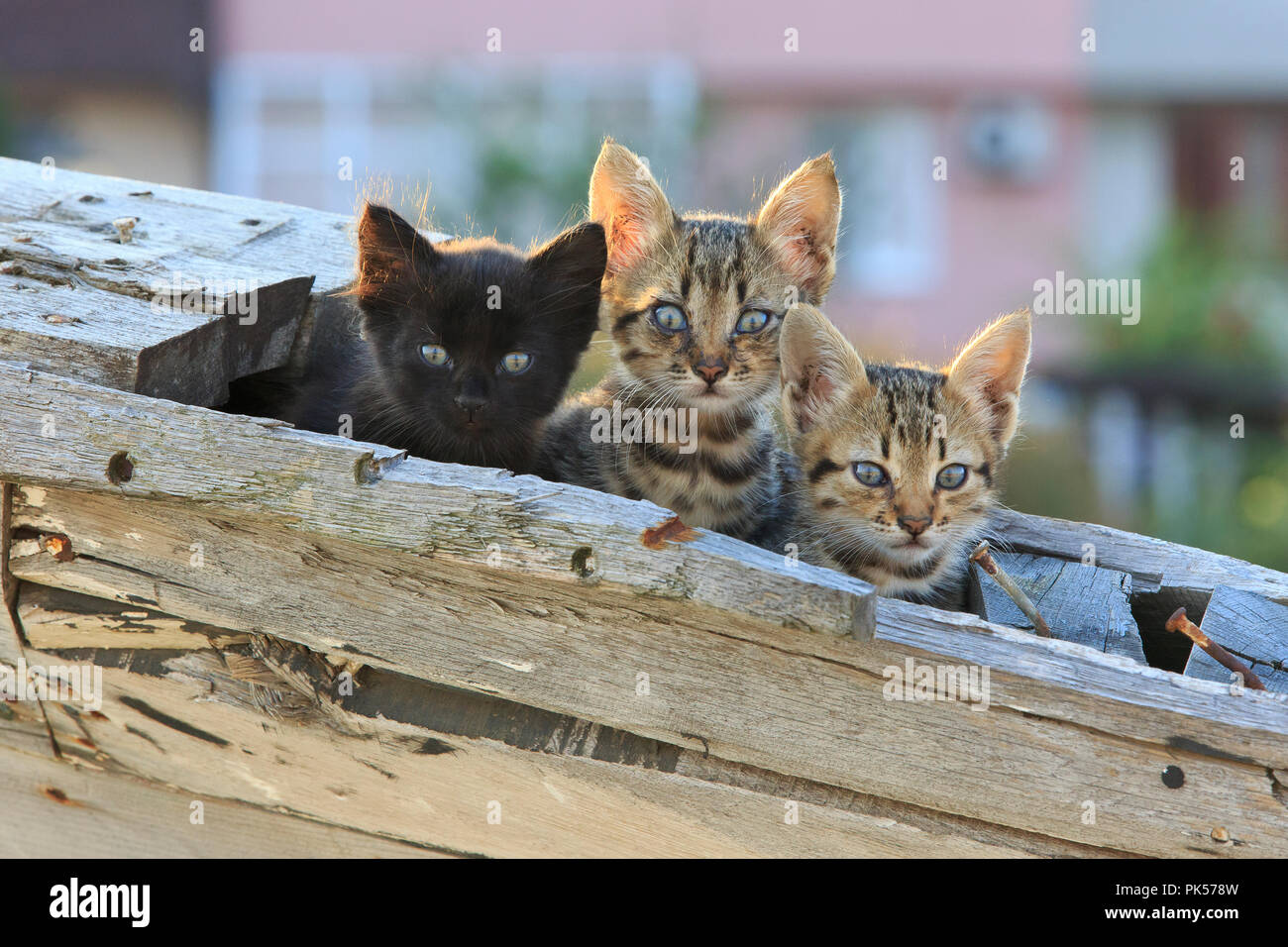 3 Kätzchen in einem hölzernen Fischerboot im Hafen von Nessebar, Bulgarien Stockfoto