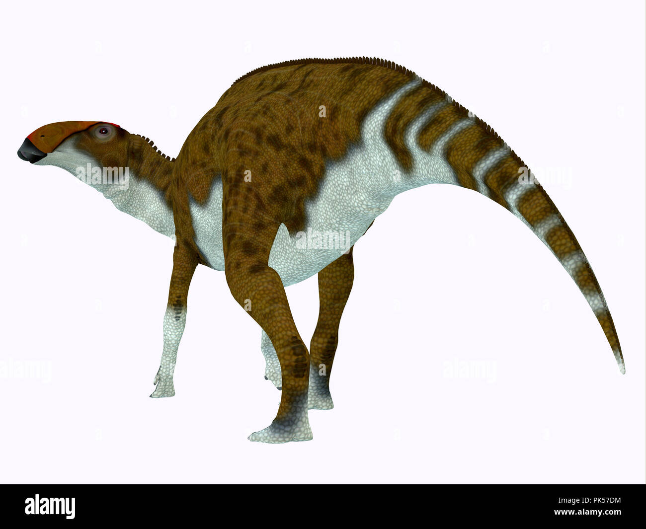 Brachylophosaurus Dinosaurier Schwanz - Brachylophosaurus war ein Pflanzenfresser Hadrosaur Dinosaurier, die während der Kreidezeit von Nordamerika lebte. Stockfoto