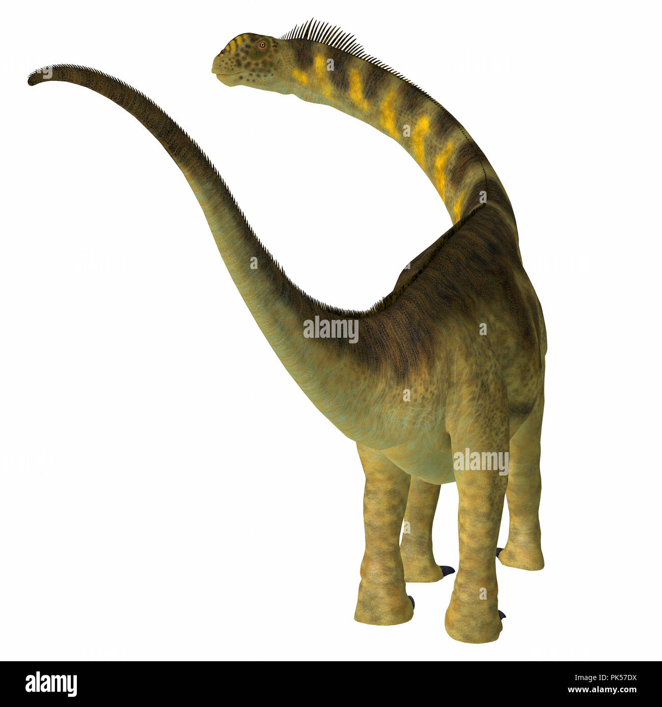 Camarasaurus Camarasaurus Dinosaurier Schwanz - war ein Pflanzenfressenden sauropoden Dinosaurier, die in Nordamerika während der Kreidezeit lebten. Stockfoto