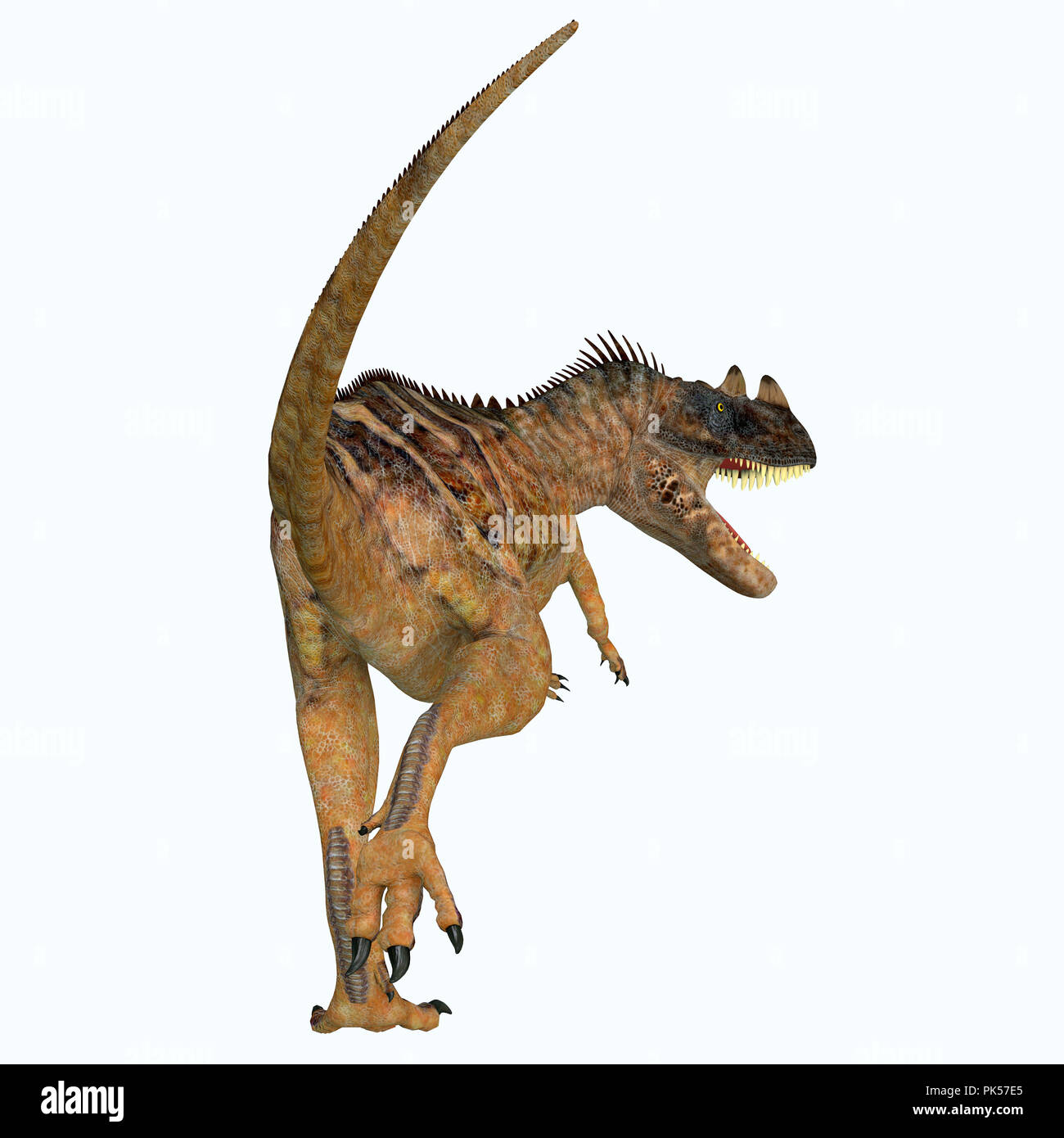 Ceratosaurus Dinosaurier Schwanz - war ein theropode Ceratosaurus fleischfressenden Dinosaurier, die in Nordamerika während der Kreidezeit lebten. Stockfoto