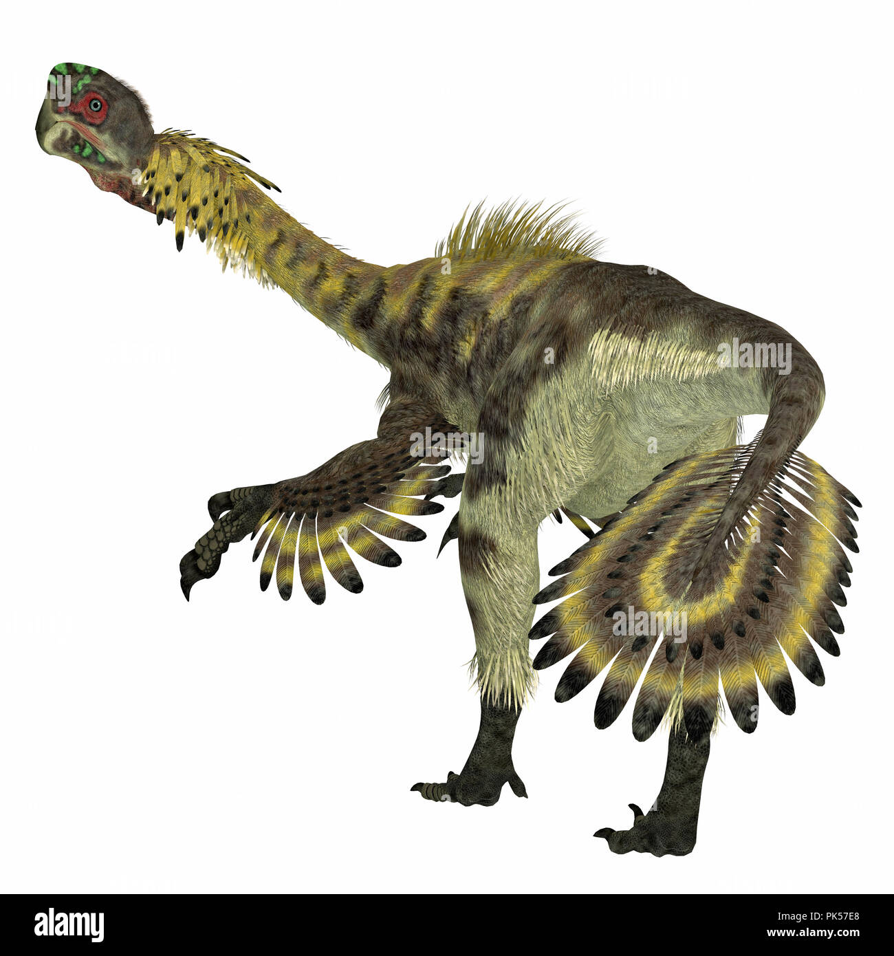 Citipati Dinosaurier Schwanz - Citipati war eine fleischfressende Velociraptor Dinosaurier, die in der Mongolei während der Kreidezeit lebten. Stockfoto