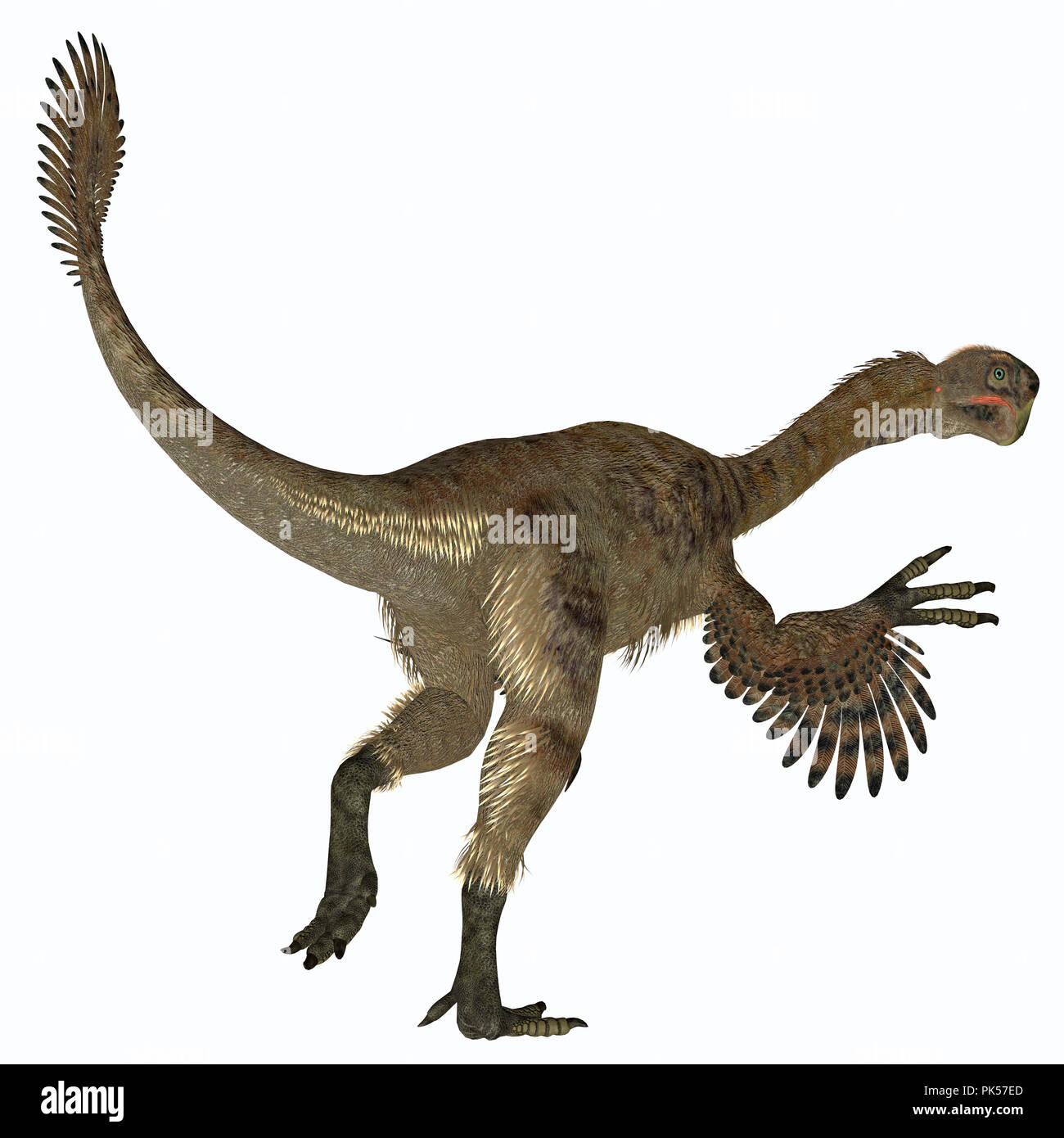 Citipati weiblichen Dinosaurier Schwanz - Citipati war eine fleischfressende Velociraptor Dinosaurier, die in der Mongolei während der Kreidezeit lebten. Stockfoto