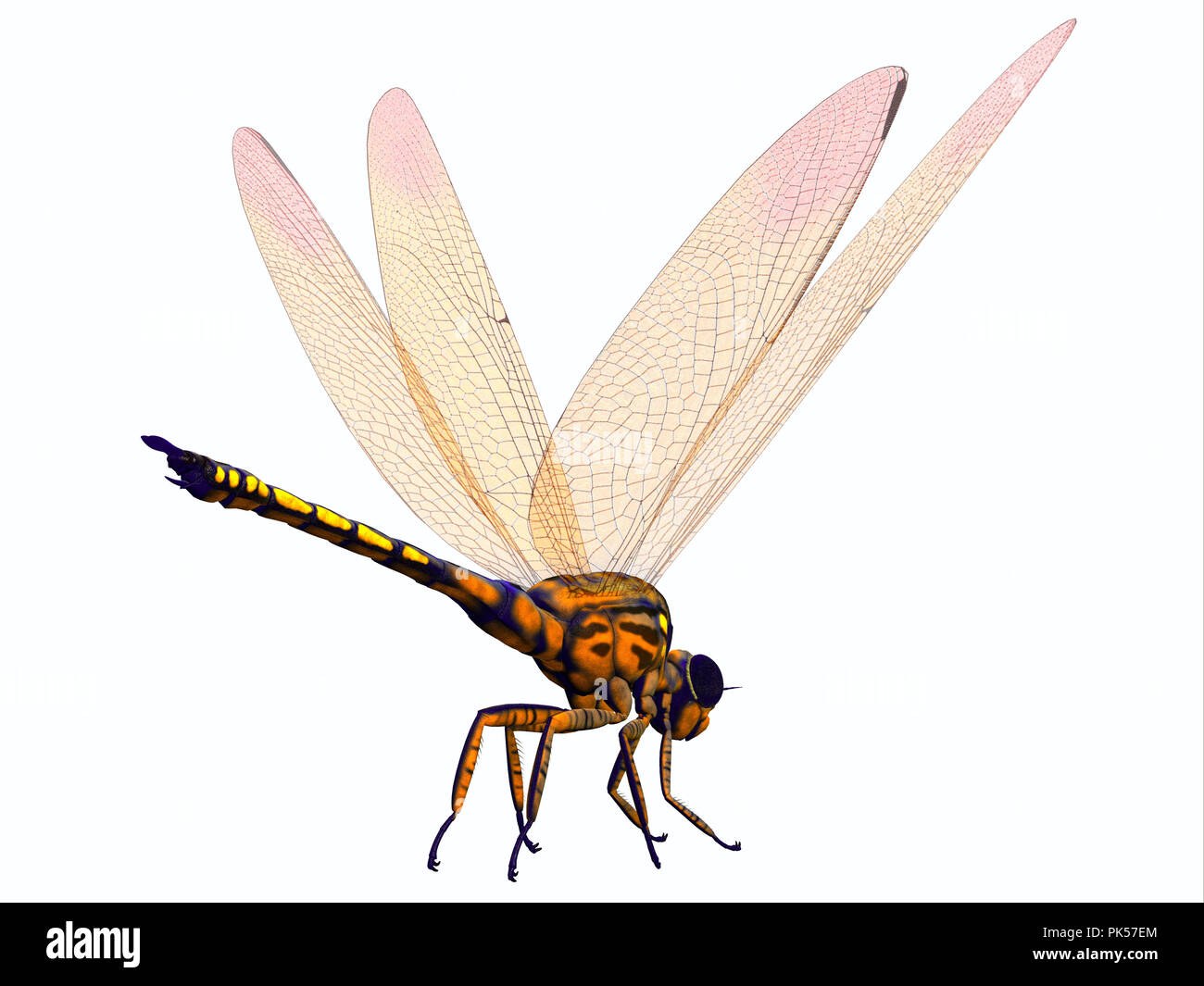 Meganeura Dragonfly - meganeura war extrem große fleischfressende Libelle Insekten, die in Frankreich und England während der Steinkohlenzeit entstanden lebte. Stockfoto