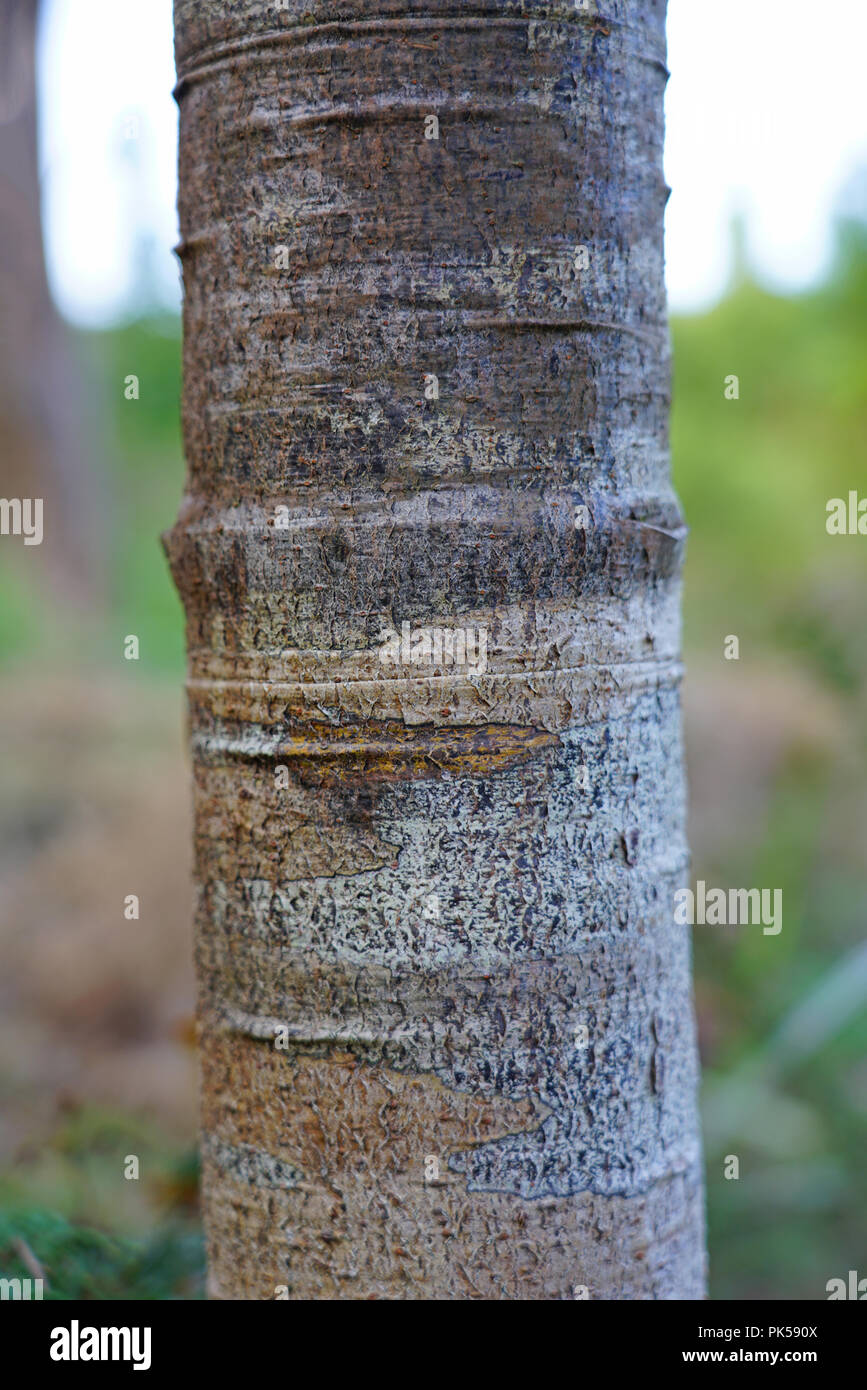Ansicht einer Kauri Baum in einem Wald im Norden Island, Neuseeland Stockfoto